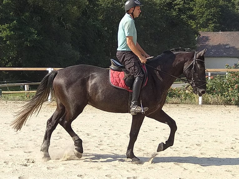 Heavy Warmblood Gelding 4 years 16 hh Gray-Dark-Tan in Kamenz