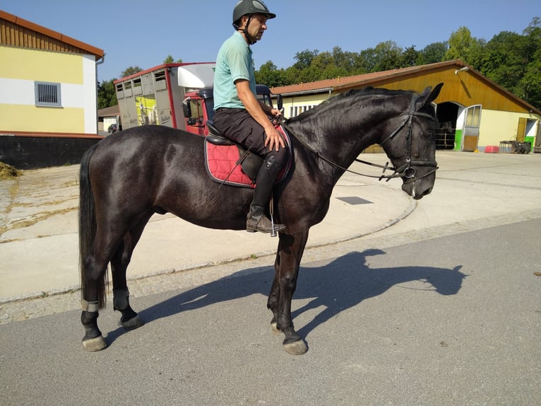 Heavy Warmblood Gelding 4 years 16 hh Gray-Dark-Tan in Kamenz