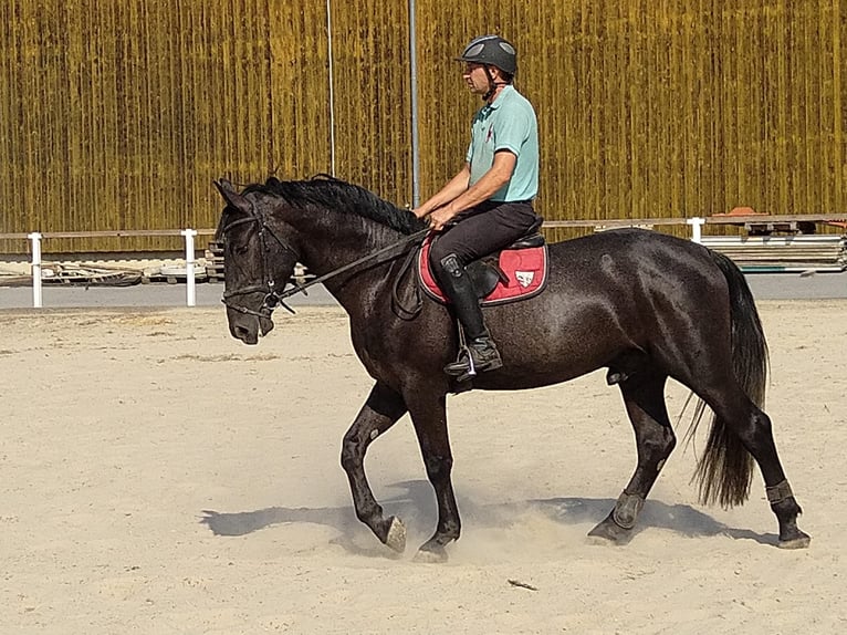 Heavy Warmblood Gelding 4 years 16 hh Gray-Dark-Tan in Kamenz