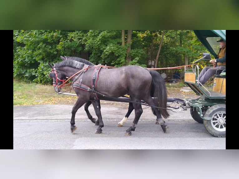 Heavy Warmblood Gelding 4 years 16 hh Gray-Dark-Tan in Kamenz