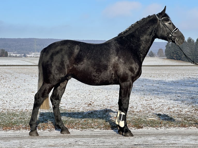 Heavy Warmblood Gelding 4 years 16 hh Grey-Dark-Tan in Riedlingen