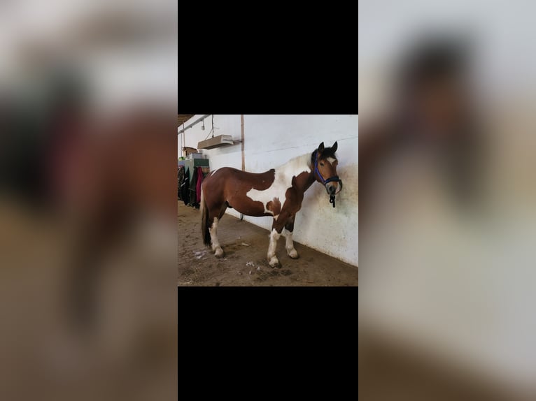 Heavy Warmblood Gelding 4 years 16 hh Pinto in Limburg an der Lahn