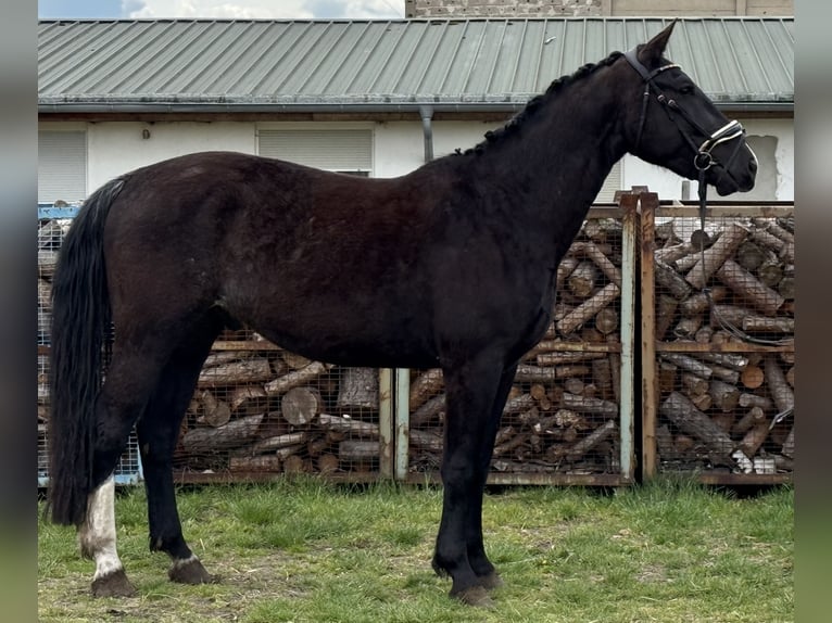 Heavy Warmblood Gelding 4 years 16,1 hh Bay-Dark in Treuenbrietzen