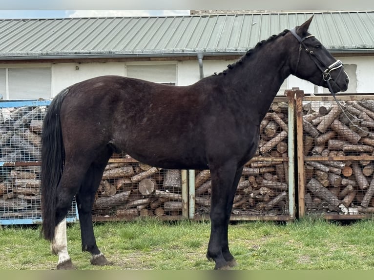 Heavy Warmblood Gelding 4 years 16,1 hh Bay-Dark in Treuenbrietzen