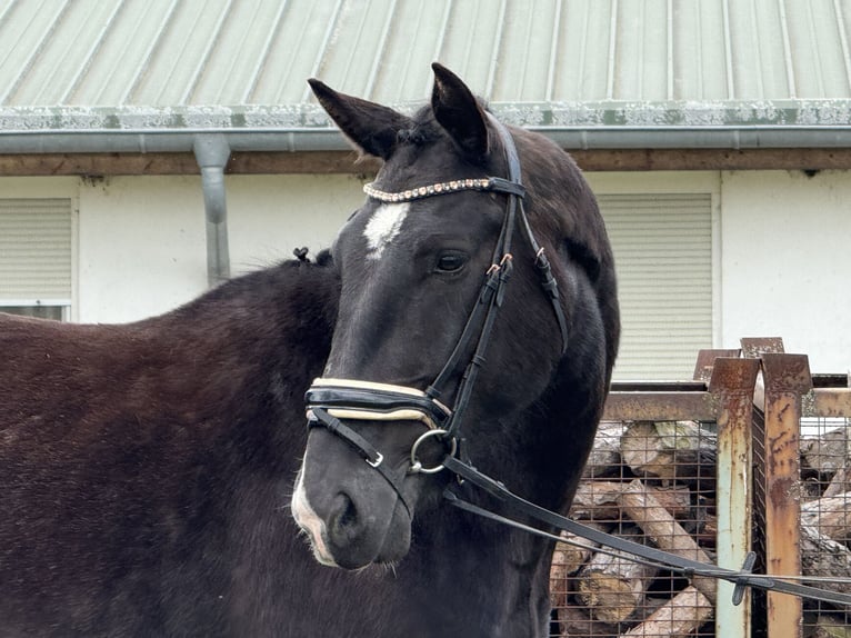 Heavy Warmblood Gelding 4 years 16,1 hh Bay-Dark in Treuenbrietzen