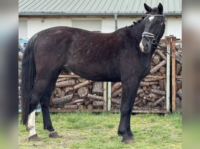 Heavy Warmblood Gelding 4 years 16,1 hh Bay-Dark in Treuenbrietzen