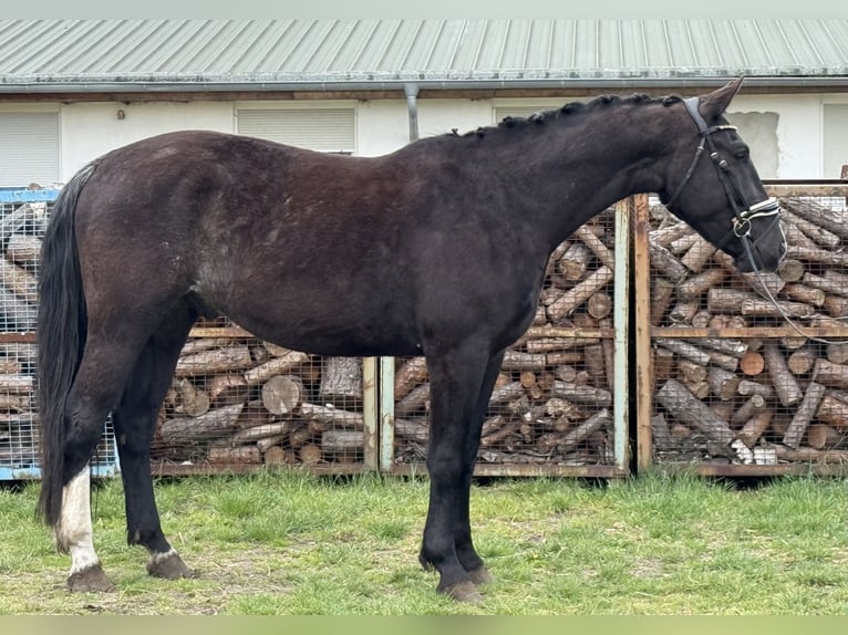 Heavy Warmblood Gelding 4 years 16,1 hh Bay-Dark in Treuenbrietzen