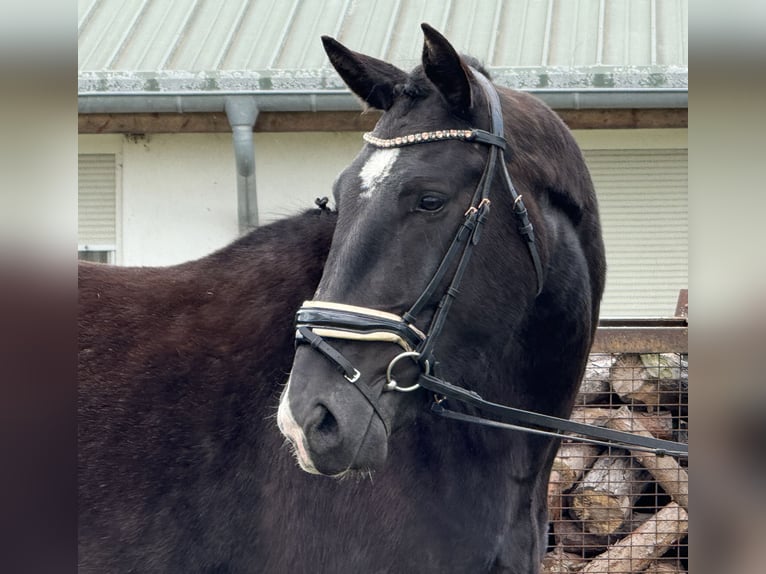Heavy Warmblood Gelding 4 years 16,1 hh Bay-Dark in Treuenbrietzen