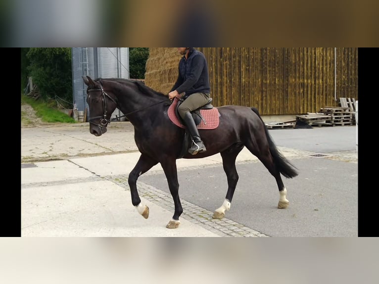 Heavy Warmblood Gelding 4 years 16,1 hh Black in Kamenz