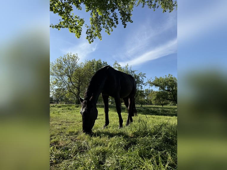 Heavy Warmblood Gelding 4 years 16,1 hh Black in Groß Quenstedt