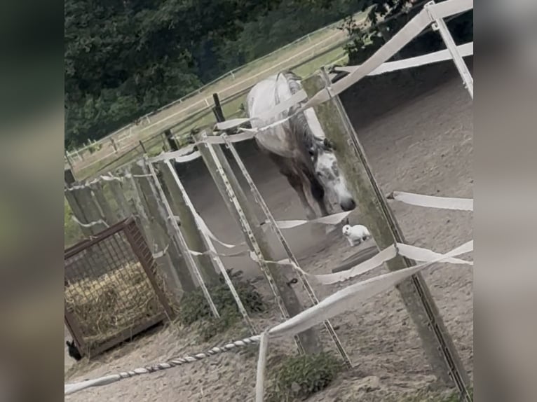 Heavy Warmblood Gelding 4 years 16,1 hh Grey in Recklinghausen