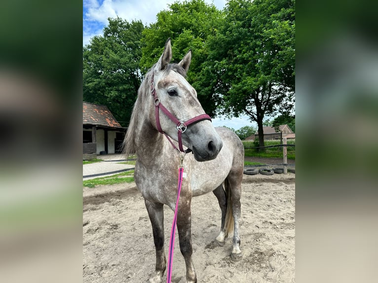 Heavy Warmblood Gelding 4 years 16,1 hh Grey in Recklinghausen