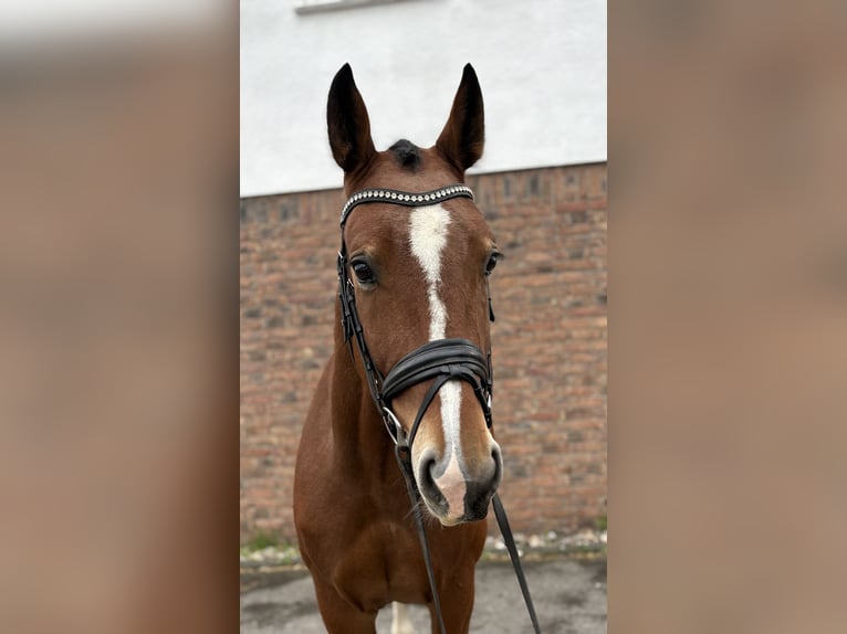 Heavy Warmblood Gelding 4 years 16,2 hh Brown in Niederkassel