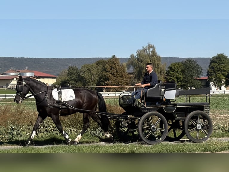 Heavy Warmblood Gelding 4 years Black in Riedlingen