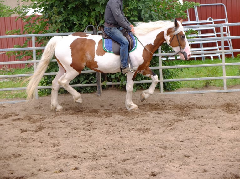 Heavy Warmblood Gelding 5 years 15,1 hh Bay-Dark in Buttstädt