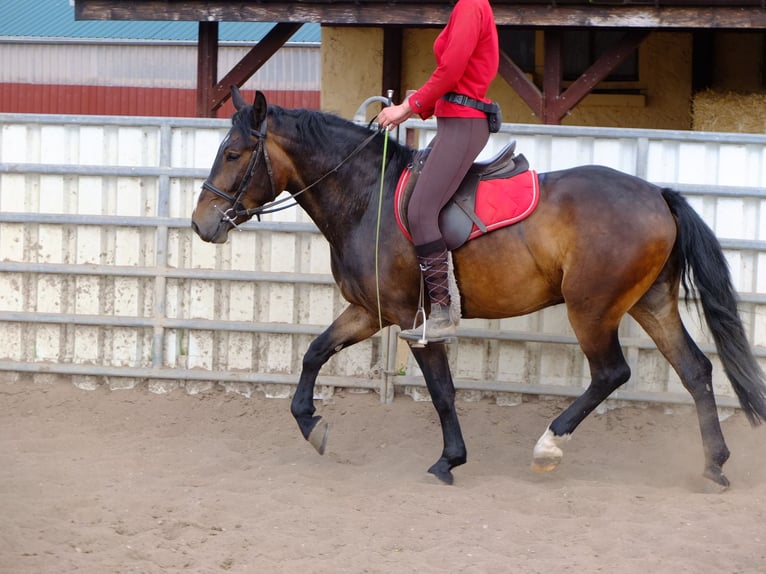 Heavy Warmblood Gelding 5 years 15,1 hh Bay-Dark in Buttstädt