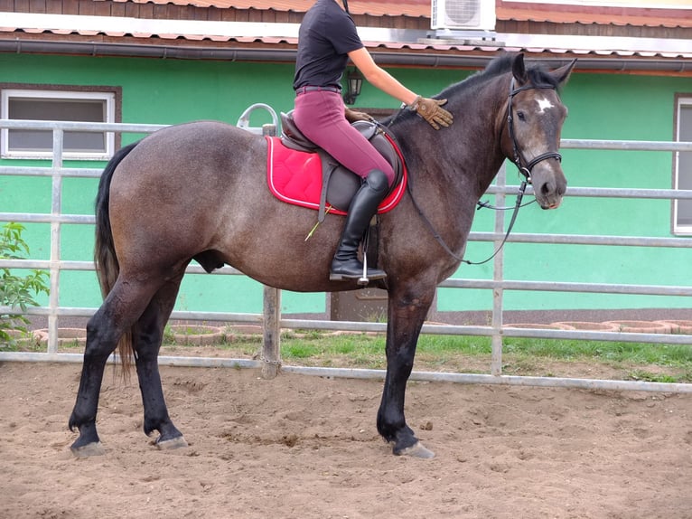 Heavy Warmblood Gelding 5 years 15,1 hh Bay-Dark in Buttstädt