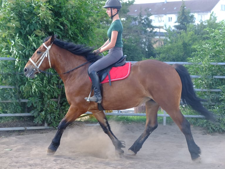 Heavy Warmblood Gelding 5 years 15,1 hh Bay-Dark in Buttstädt