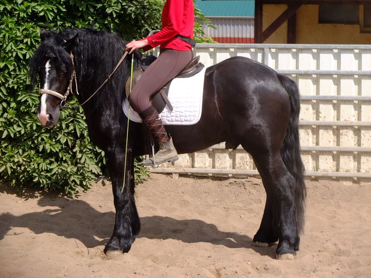 Heavy Warmblood Gelding 5 years 15,1 hh Bay-Dark in Buttstädt