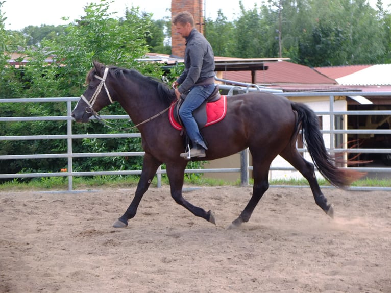 Heavy Warmblood Gelding 5 years 15,1 hh Bay-Dark in Buttstädt