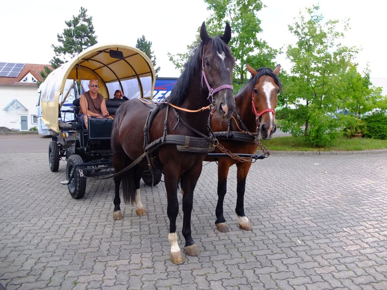 Heavy Warmblood Gelding 5 years 15,1 hh Bay-Dark in Buttstädt