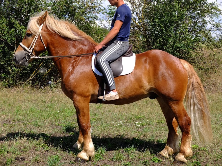 Heavy Warmblood Gelding 5 years 15,1 hh Bay-Dark in Buttstädt