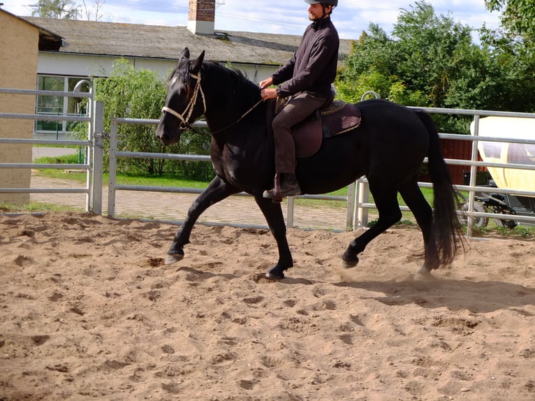 Heavy Warmblood Gelding 5 years 15,1 hh Bay-Dark in Buttstädt