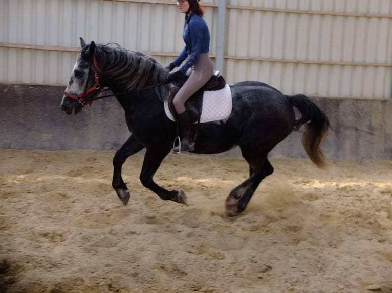 Heavy Warmblood Gelding 5 years 15,1 hh Bay-Dark in Buttstädt