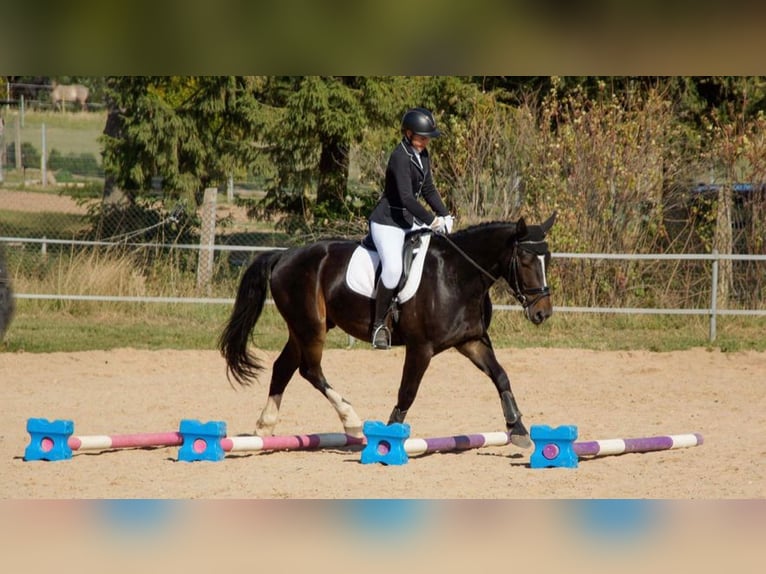 Heavy Warmblood Gelding 5 years 15.1 hh Bay-Dark in Tottleben