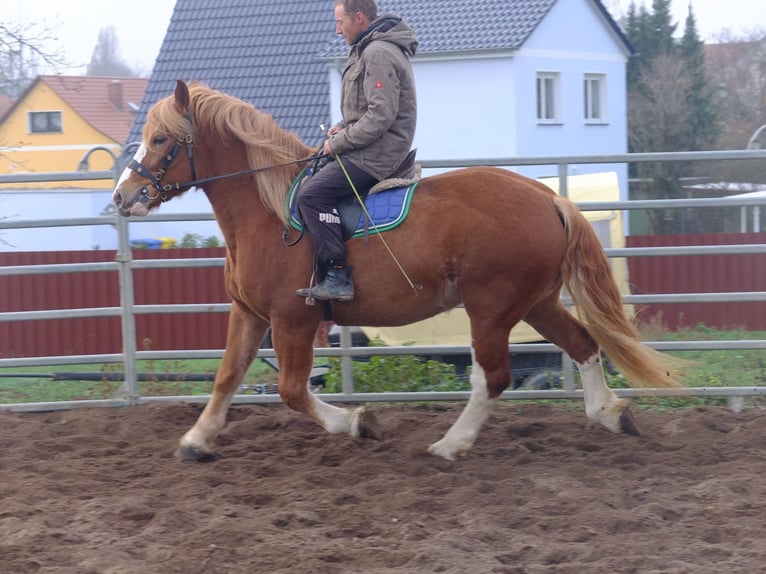 Heavy Warmblood Mix Gelding 5 years 15,1 hh Brown-Light in Buttstädt