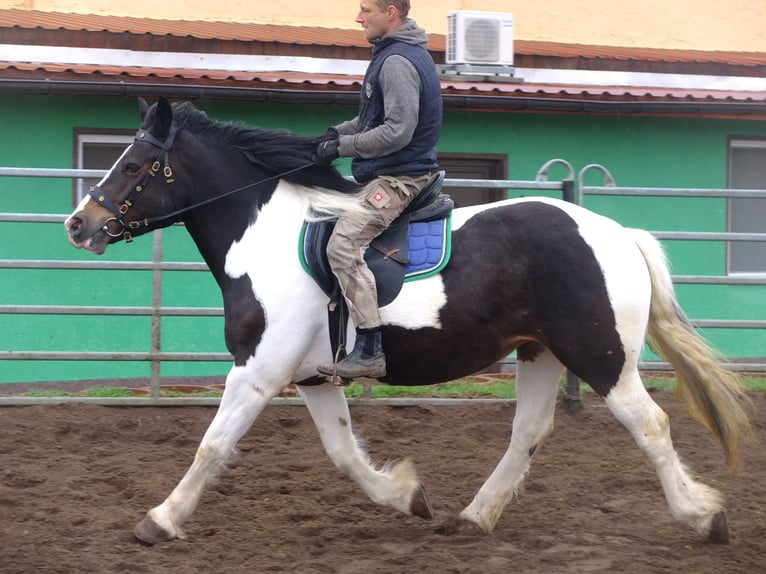 Heavy Warmblood Mix Gelding 5 years 15,1 hh Brown-Light in Buttstädt