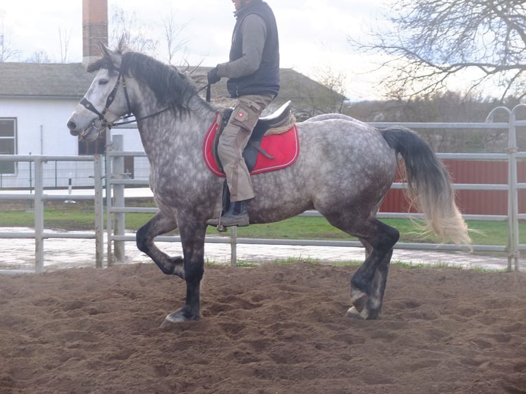 Heavy Warmblood Mix Gelding 5 years 15,1 hh Brown-Light in Buttstädt