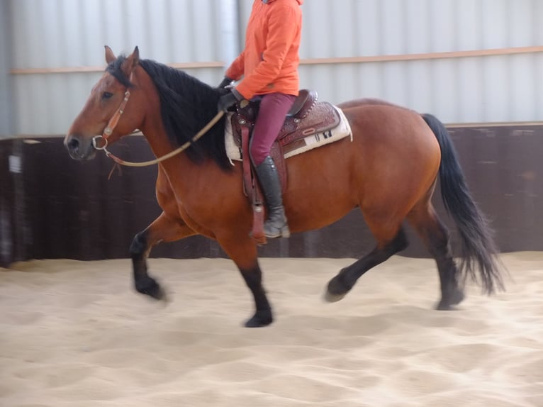 Heavy Warmblood Mix Gelding 5 years 15,1 hh Brown-Light in Buttstädt