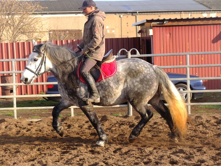 Heavy Warmblood Mix Gelding 5 years 15,1 hh Brown-Light in Buttstädt