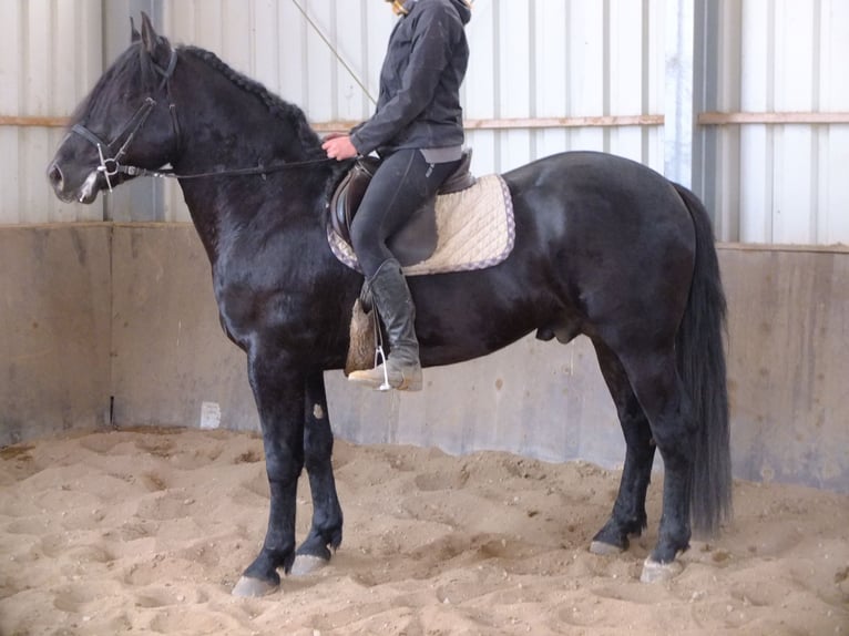 Heavy Warmblood Mix Gelding 5 years 15,1 hh Brown-Light in Buttstädt