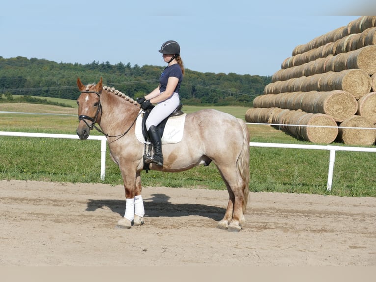 Heavy Warmblood Gelding 5 years 15,1 hh Gray-Red-Tan in Ganschow