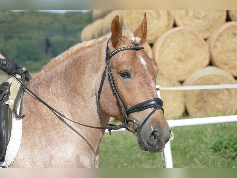 Heavy Warmblood Gelding 5 years 15,1 hh Gray-Red-Tan in Ganschow