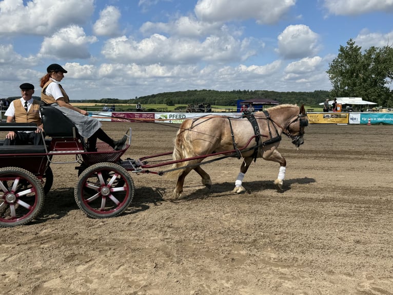 Heavy Warmblood Gelding 5 years 15,1 hh Gray-Red-Tan in Ganschow