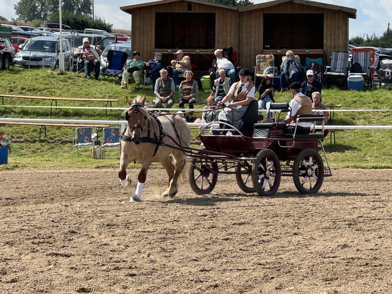 Heavy Warmblood Gelding 5 years 15,1 hh Gray-Red-Tan in Ganschow