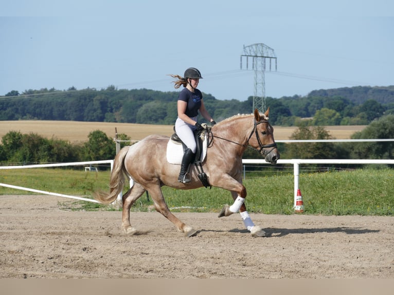 Heavy Warmblood Gelding 5 years 15,1 hh Gray-Red-Tan in Ganschow