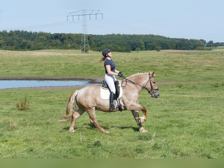 Heavy Warmblood Gelding 5 years 15,1 hh Gray-Red-Tan in Ganschow