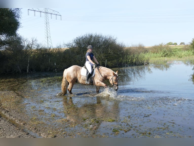 Heavy Warmblood Gelding 5 years 15,1 hh Gray-Red-Tan in Ganschow