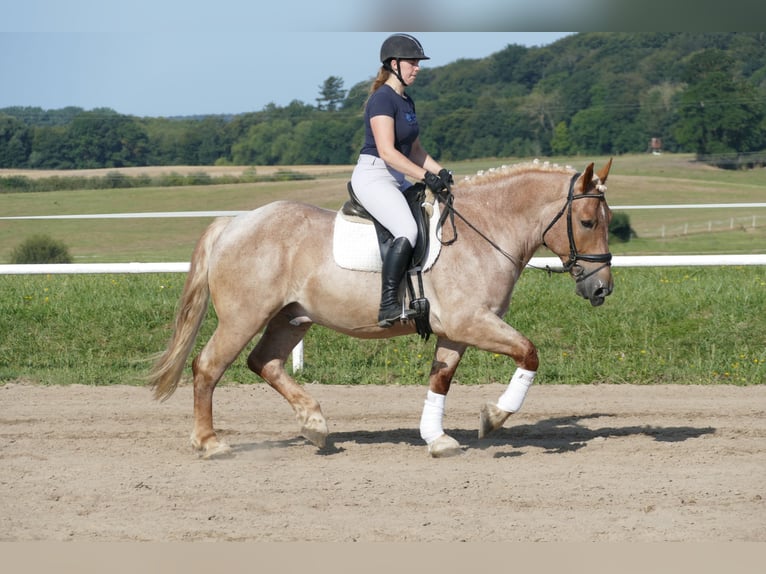 Heavy Warmblood Gelding 5 years 15,1 hh Gray-Red-Tan in Ganschow