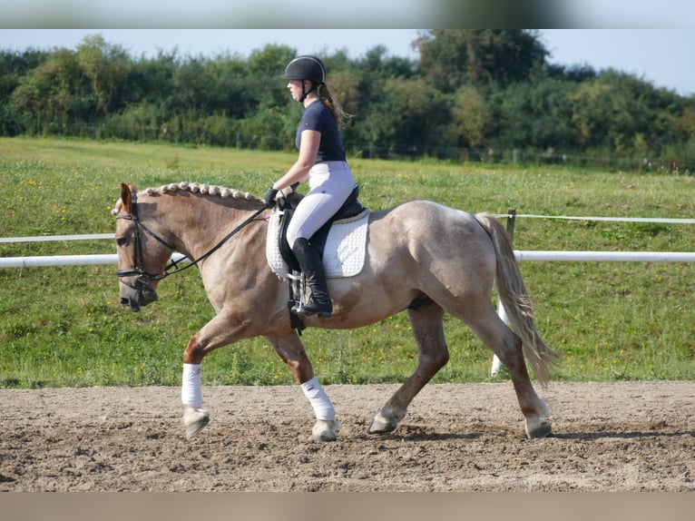 Heavy Warmblood Gelding 5 years 15,1 hh Gray-Red-Tan in Ganschow