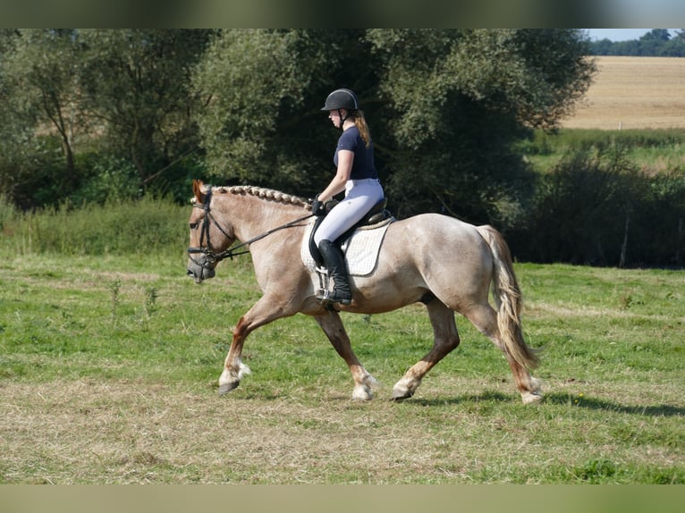 Heavy Warmblood Gelding 5 years 15,1 hh Gray-Red-Tan in Ganschow