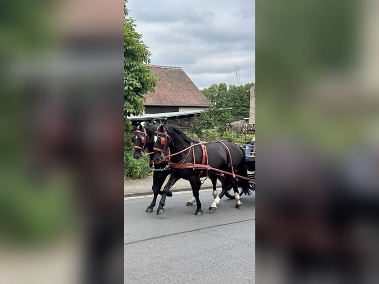 Heavy Warmblood Gelding 5 years 15,2 hh Black in Thie&#xDF;en