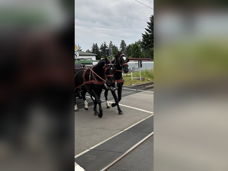 Heavy Warmblood Gelding 5 years 15,2 hh Black in Thießen