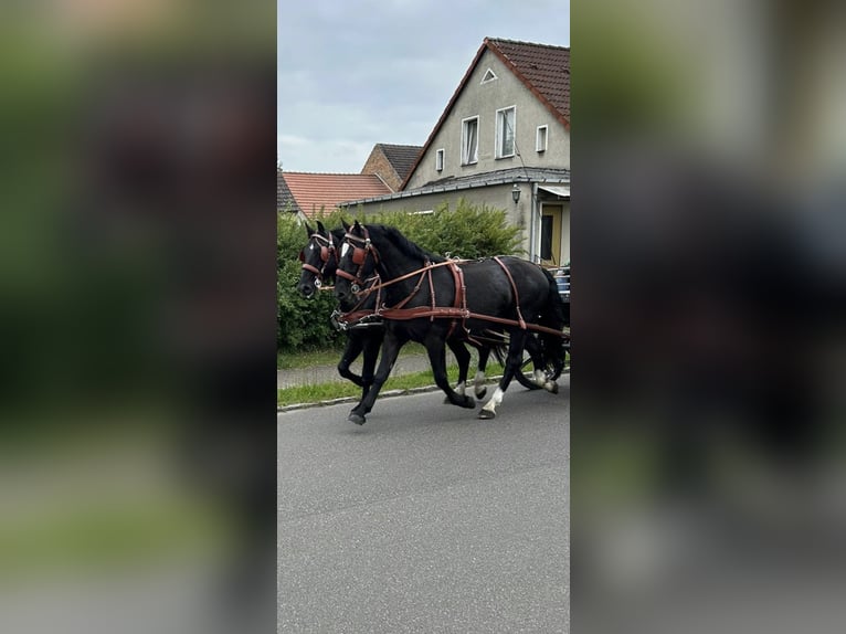 Heavy Warmblood Gelding 5 years 15,2 hh Black in Thießen