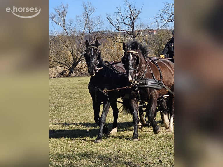 Heavy Warmblood Gelding 5 years 15.3 hh Black in Freyburg OT Weischütz