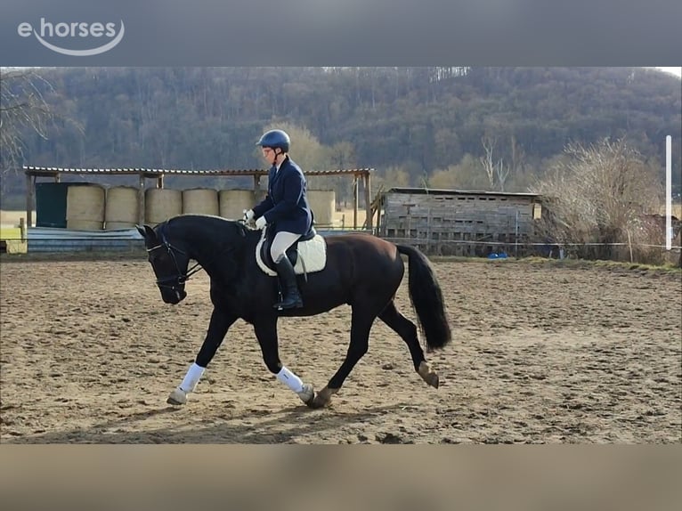 Heavy Warmblood Gelding 5 years 15.3 hh Black in Freyburg OT Weischütz